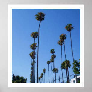 TALL PALM TREES poster