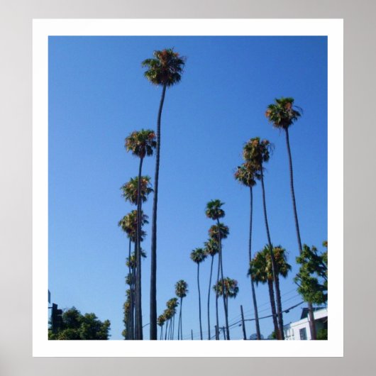 TALL PALM TREES poster (Voorkant)