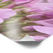 Tall Phlox Gracly Meent het zonlicht Foto Afdruk (Hoek)