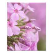 Tall Phlox Gracly Meent het zonlicht Foto Afdruk (Voorkant)