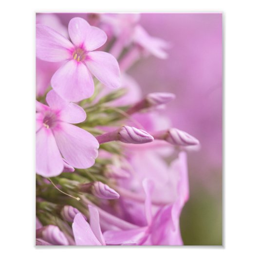 Tall Phlox Gracly Meent het zonlicht Foto Afdruk (Voorkant)