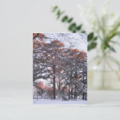 Tall Pine Trees in sneeuw op Sunrise Winter Foto Briefkaart (Staand voorkant)