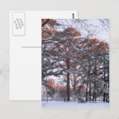 Tall Pine Trees in sneeuw op Sunrise Winter Foto Briefkaart (Voorkant / Achterkant)