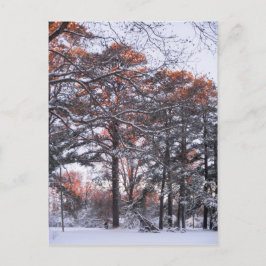 Tall Pine Trees in sneeuw op Sunrise Winter Foto Briefkaart