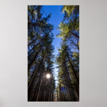 Tall Pines, Walnut Bossen Metro Park, Groveport, O