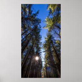 Tall Pines, Walnut Bossen Metro Park, Groveport, O Poster