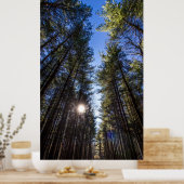 Tall Pines, Walnut Bossen Metro Park, Groveport, O Poster (Keuken)