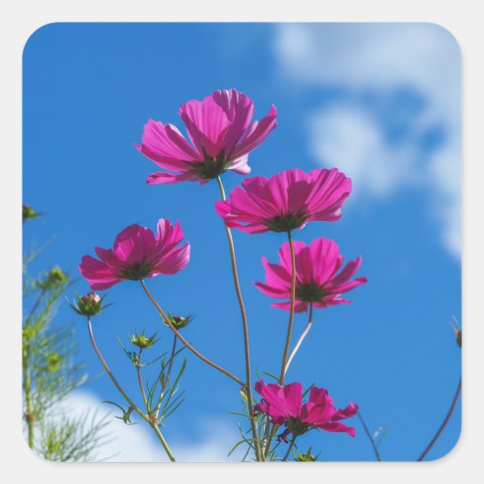 Tall Pink Cosmos Flowers Stickers (Voorkant)