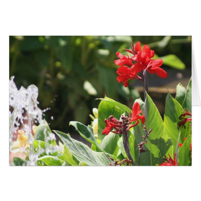 Tall Red Flower (Voorkant Horizontaal)