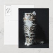 Tall Tabby Briefkaart (Voorkant / Achterkant)