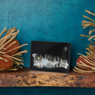 Tall Tabby Fotoplaat