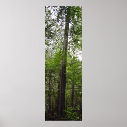 TALL TREE in Forest Art Poster (Voorkant)