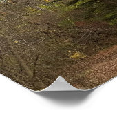 Tall Tree Photo-Poster Poster (Hoek)