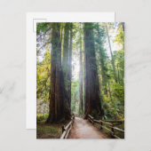 Tall Trees Briefkaart (Voorkant / Achterkant)