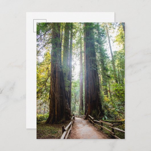 Tall Trees Briefkaart (Voorkant / Achterkant)