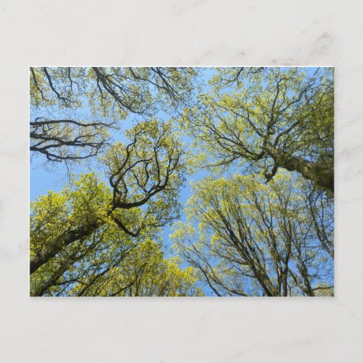 Tall Trees Briefkaart (Voorkant)