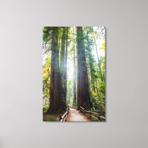 Tall Trees Canvas Afdruk