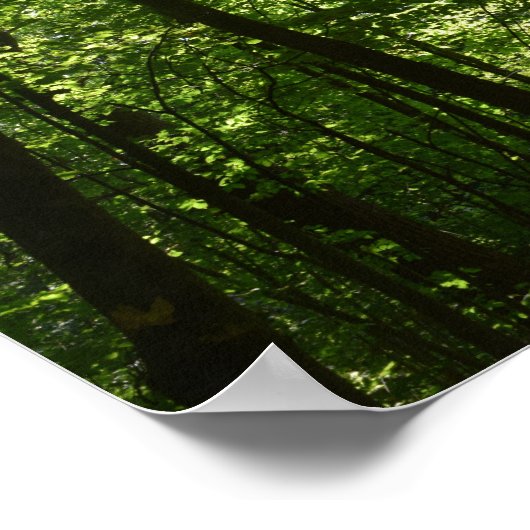 Tall Trees in Natuur Poster (Hoek)