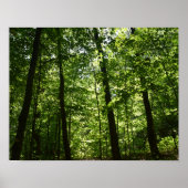 Tall Trees in Natuur Poster (Voorkant)