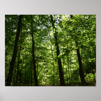 Tall Trees in Natuur Poster