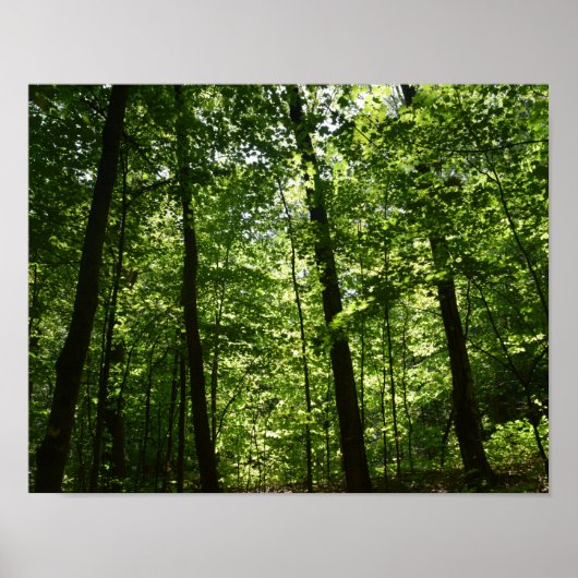 Tall Trees in Natuur Poster (Voorkant)