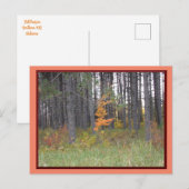Tall Trees in Northern Minnesota/Autumn Briefkaart (Voorkant / Achterkant)