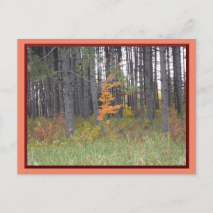 Tall Trees in Northern Minnesota/Autumn Briefkaart