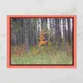 Tall Trees in Northern Minnesota/Autumn Briefkaart (Voorkant)
