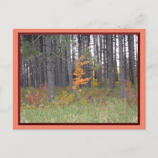 Tall Trees in Northern Minnesota/Autumn Briefkaart (Voorkant)
