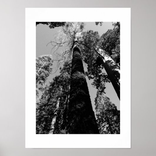 Tall Trees in Yosemite Zwart-wit Fotografie Poster (Voorkant)