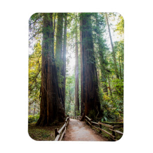 Tall Trees Magneet