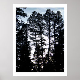 Tall Trein in Colorado Mountains Poster