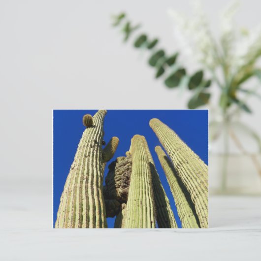 Tallest Crested Saguaro Briefkaart (Staand voorkant)