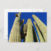Tallest Crested Saguaro Briefkaart (Voorkant / Achterkant)