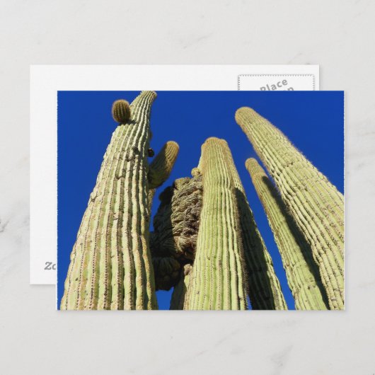 Tallest Crested Saguaro Briefkaart (Voorkant / Achterkant)