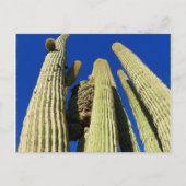 Tallest Crested Saguaro Briefkaart (Voorkant)