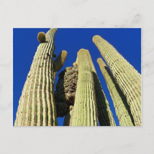 Tallest Crested Saguaro Briefkaart (Voorkant)