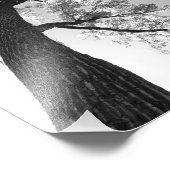 Tallest Tree foto afdrukken (Hoek)