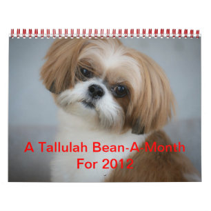 Tallulah Bean Calendar Cute Shih Tzu Kalender