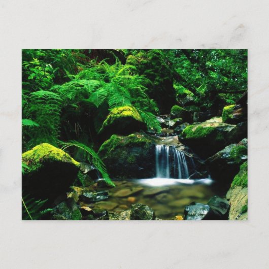Tamalpais State Park, CA Briefkaart (Voorkant)