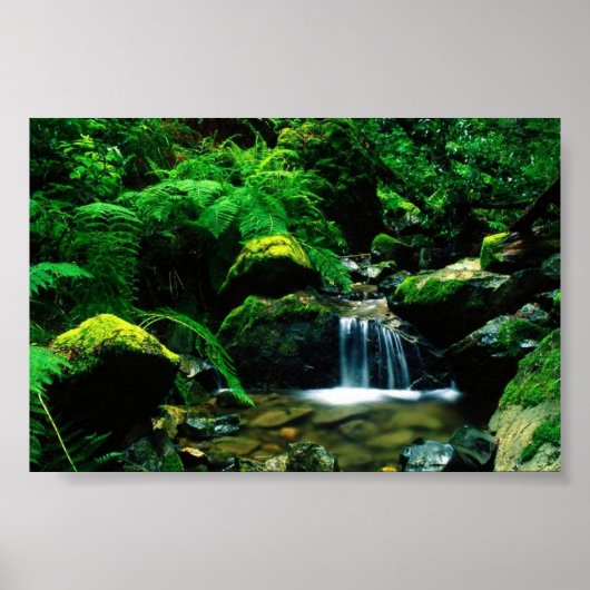 Tamalpais State Park, CA Poster (Voorkant)
