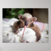 Tamandua Poster (Voorkant)