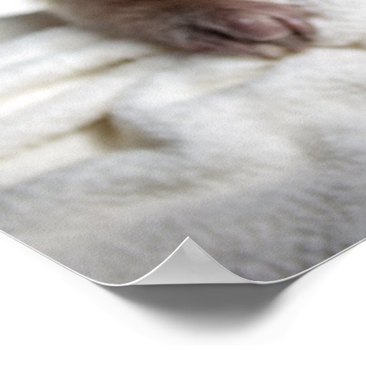 Tamandua Poster (Hoek)