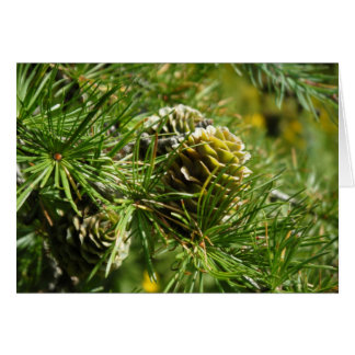 "Tamarack Cone"