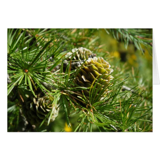 "Tamarack Cone" (Voorkant Horizontaal)