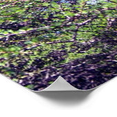 Tamarack Larch Tree 1 Poster (Hoek)