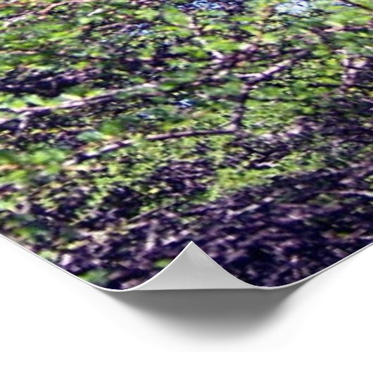 Tamarack Larch Tree 1 Poster (Hoek)