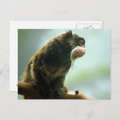 Tamarin Monkey Briefkaart (Voorkant / Achterkant)