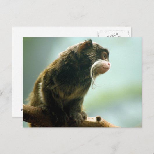 Tamarin Monkey Briefkaart (Voorkant / Achterkant)