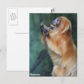 Tamarin Monkey Briefkaart (Voorkant / Achterkant)